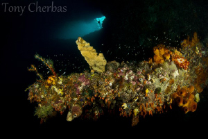 Cave Coral by Tony Cherbas 